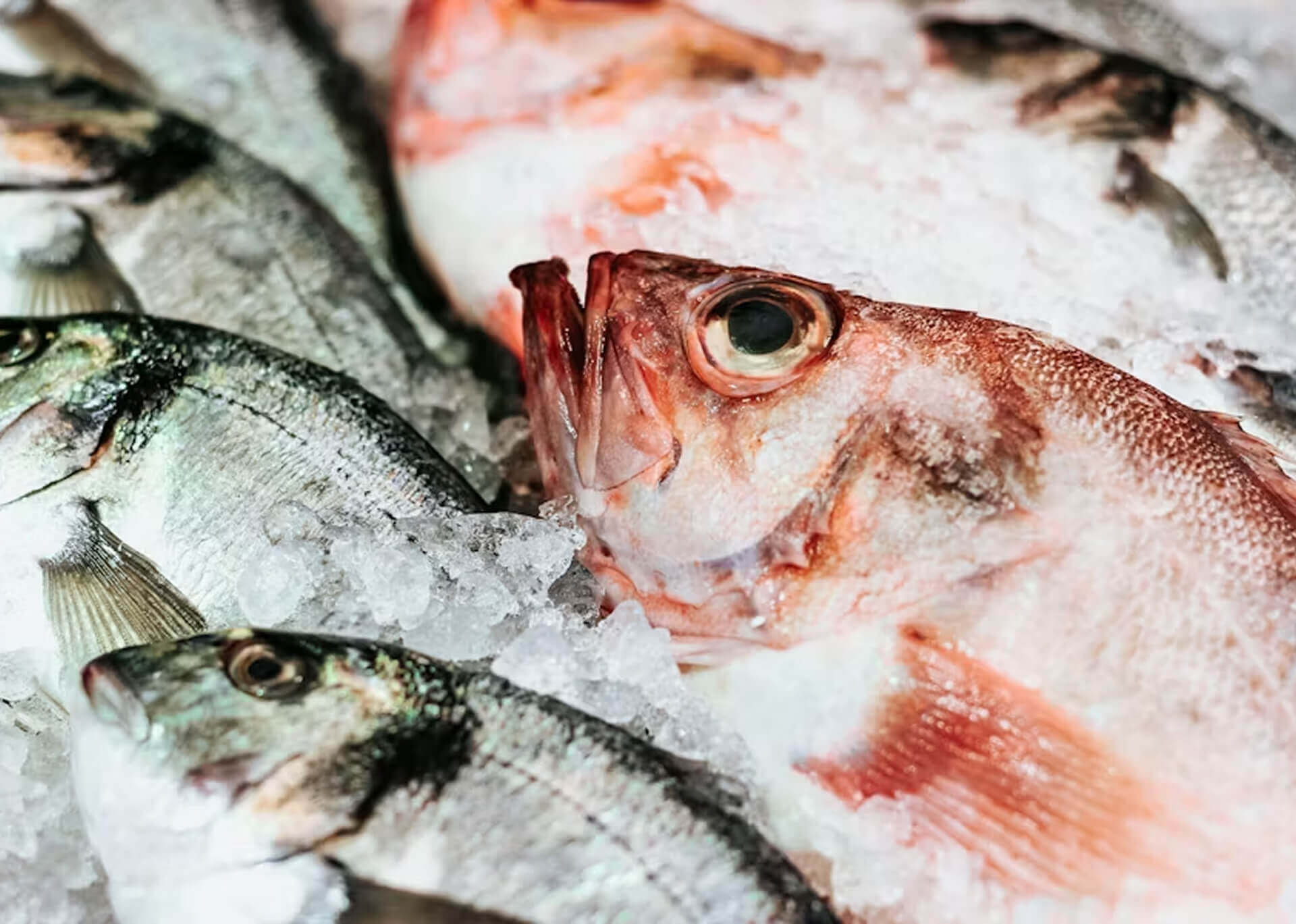 Fresh whole fish displayed on ice at the market